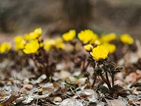 日本健康科学学会