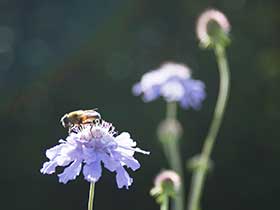 日本健康科学学会