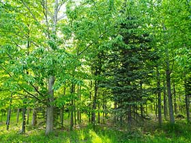 日本健康科学学会